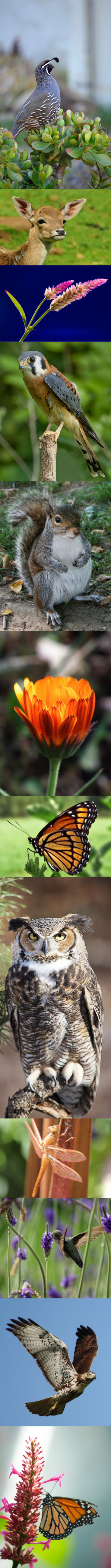 imagestrip